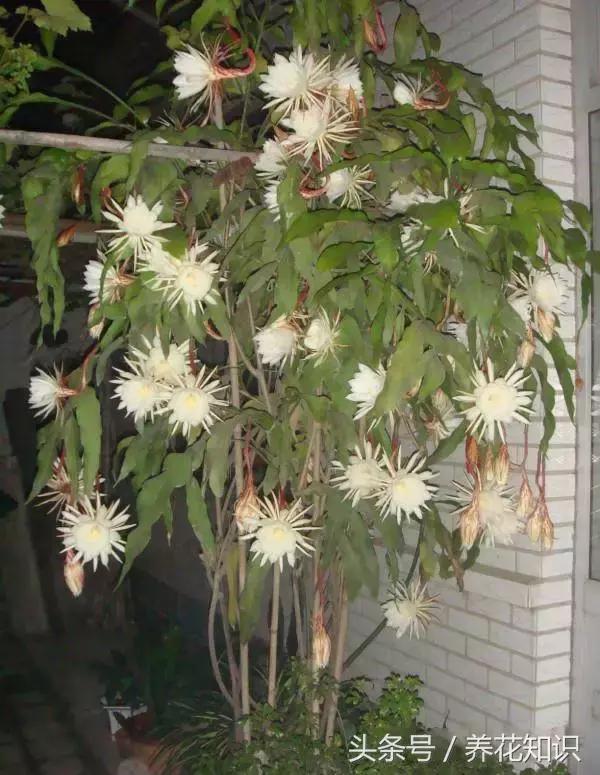 水养一年四季不黄叶的植物,水里加点什么花养得好