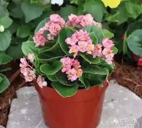 水养一年四季不黄叶的植物,水里加点什么花养得好