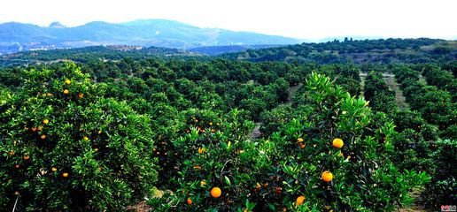 一千元小本创业农村,东北农村小本创业项目