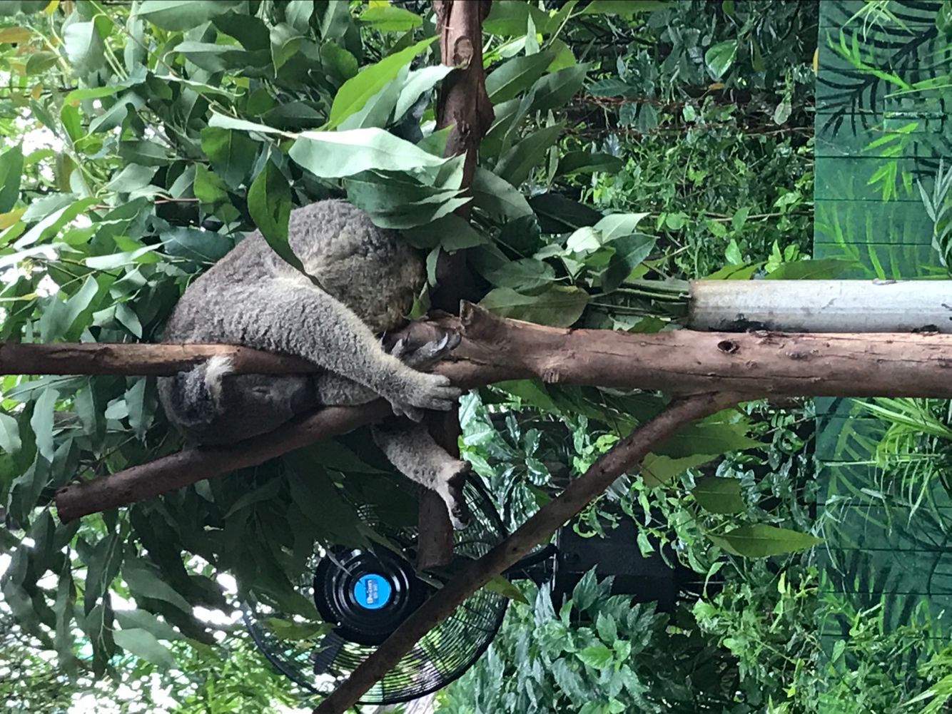 广州长隆飞鸟乐园和野生动物园,广州长隆野生动物园在哪个区