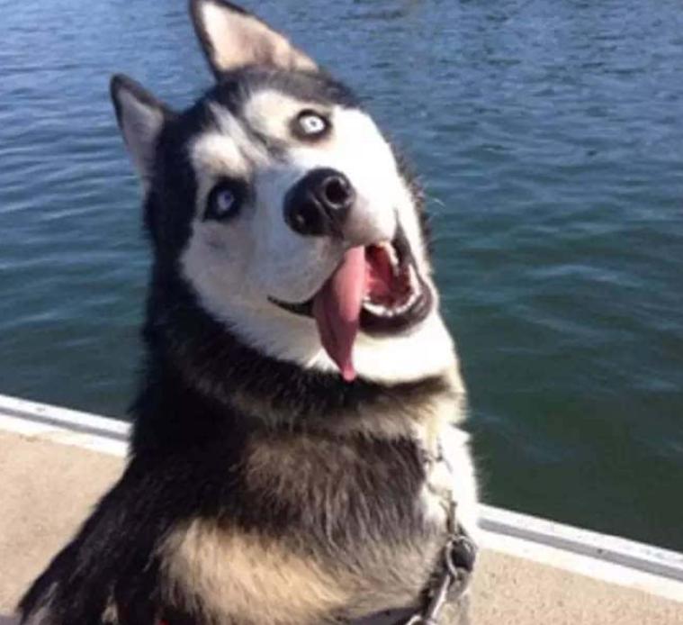 究竟为什么要养一只哈士奇这5点你看够不够