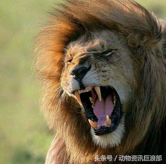 狗子从来没见过老虎为啥怕呢,狗看见老虎与狮子的反应