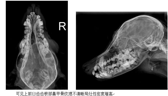 犬脓肿症状,犬脓肿的处置