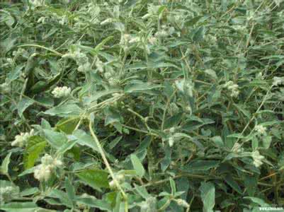 沉香的药用历史与药用研究,沉香品种的功效与作用