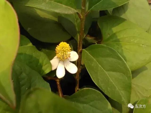 鱼腥草真的很腥吗,鱼腥草怎样吃