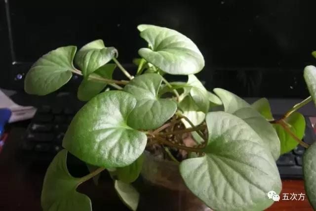 鱼腥草真的很腥吗,鱼腥草怎样吃