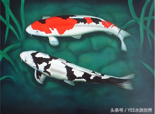 养锦鲤日常注意事项,如何正确饲养锦鲤