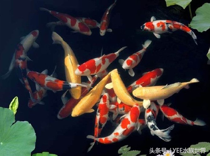 养锦鲤日常注意事项,如何正确饲养锦鲤