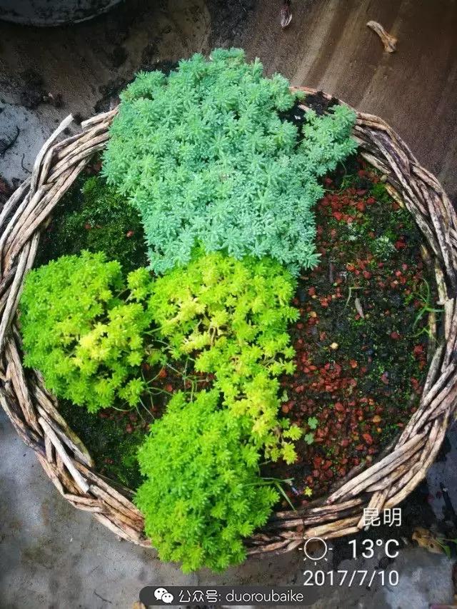 苔藓与多肉,多肉与苔藓的巧妙组合