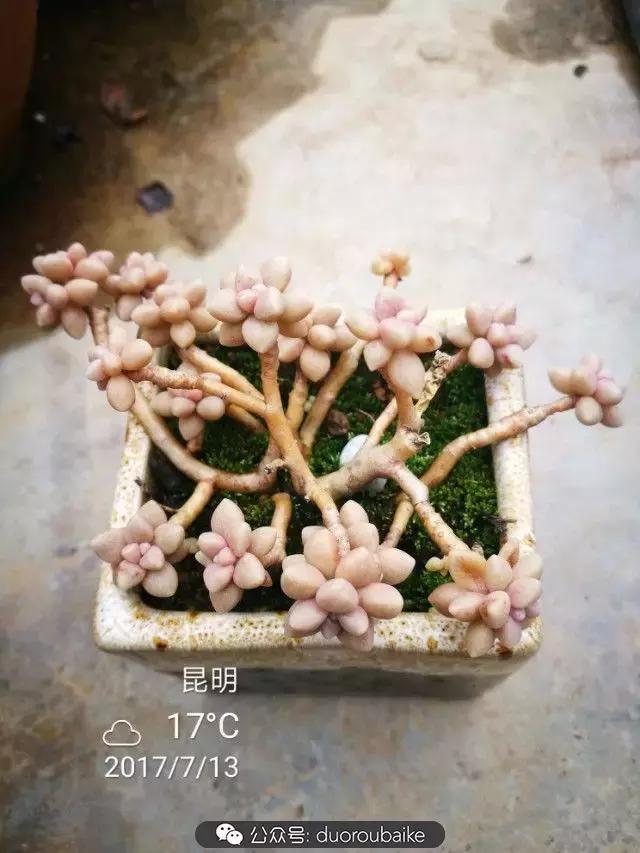 苔藓与多肉,多肉与苔藓的巧妙组合