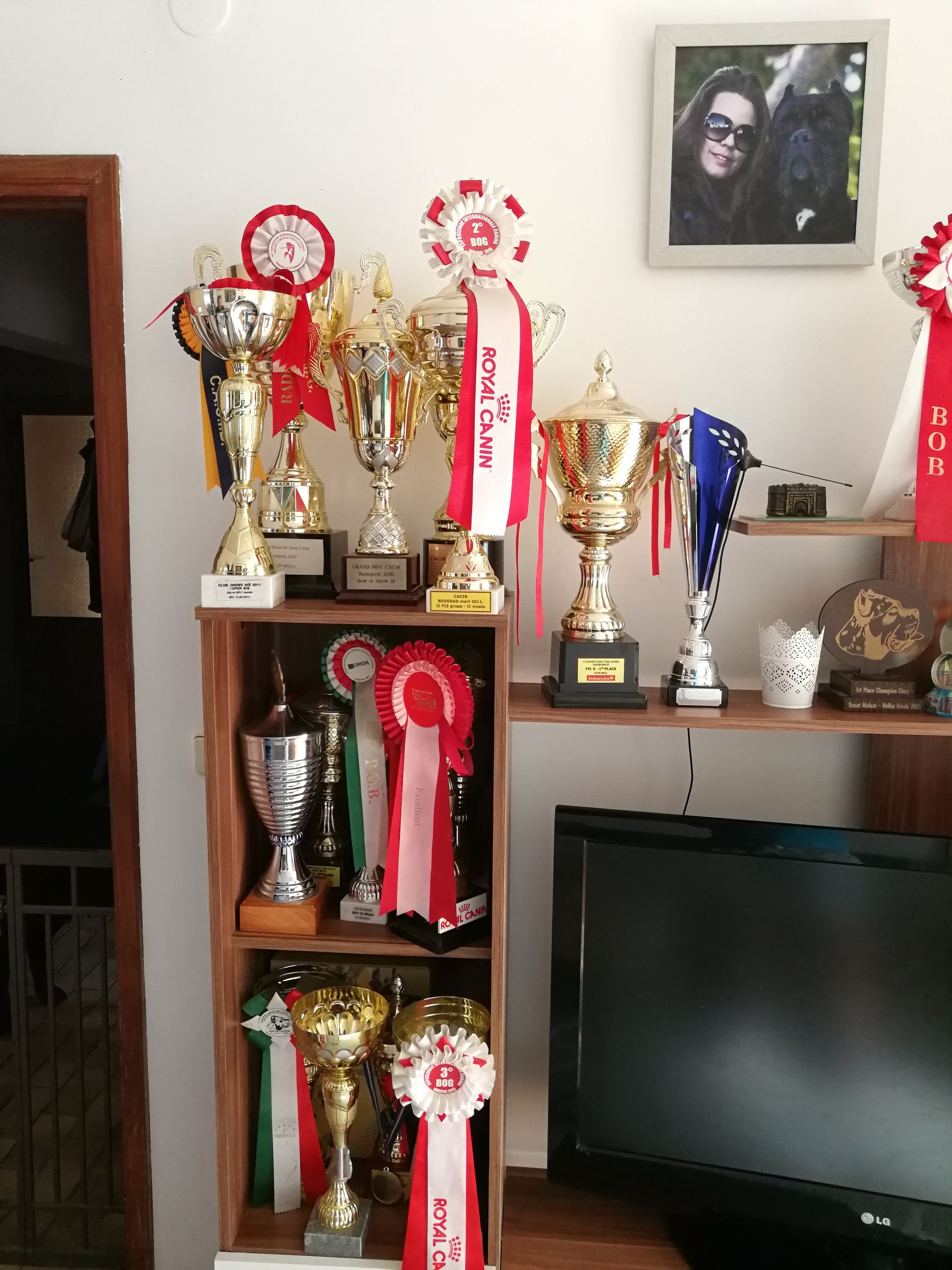 千年古老犬种卡斯罗,寻根之旅巴里坤