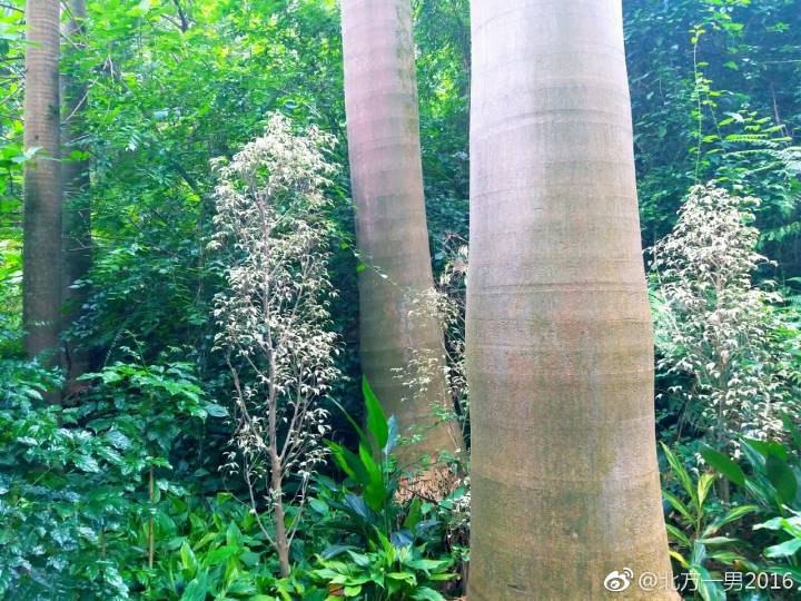 长隆野生动物世界自驾车,长隆野生动物世界免票吗