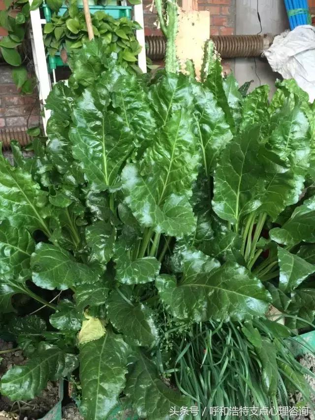 控制不住的焦虑恐慌怎么缓解,都市人的焦虑