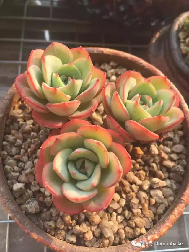 夏日多肉状态,夏天的多肉褪去了华丽的颜色