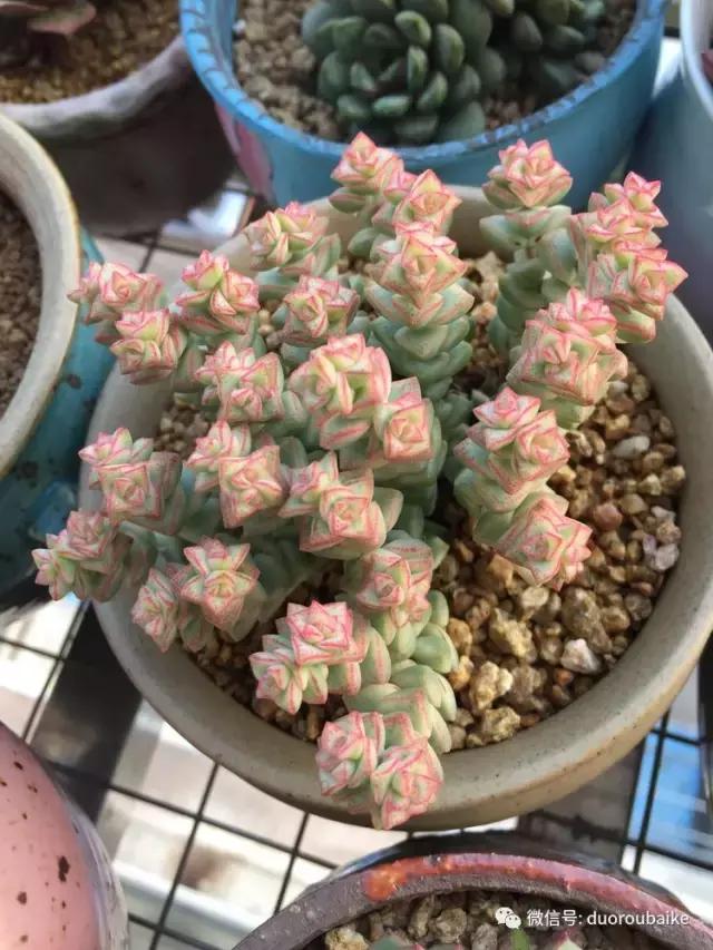 夏日多肉状态,夏天的多肉褪去了华丽的颜色