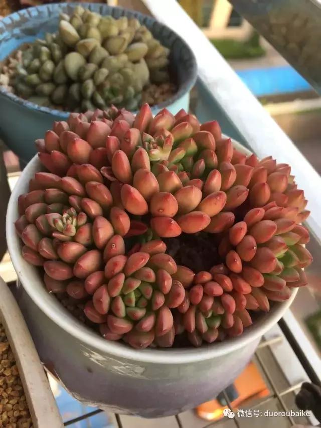 夏日多肉状态,夏天的多肉褪去了华丽的颜色