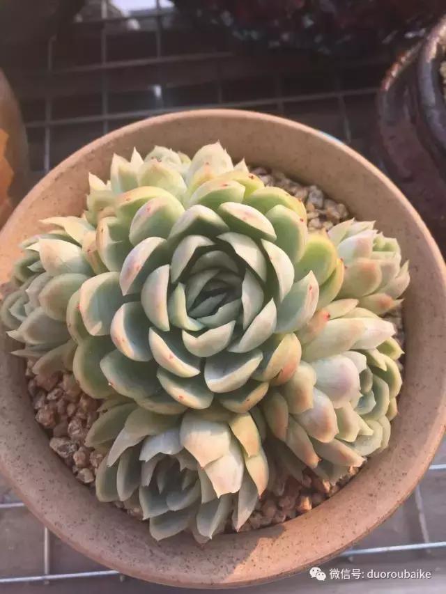 夏日多肉状态,夏天的多肉褪去了华丽的颜色