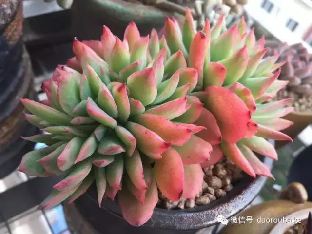 夏日多肉状态,夏天的多肉褪去了华丽的颜色