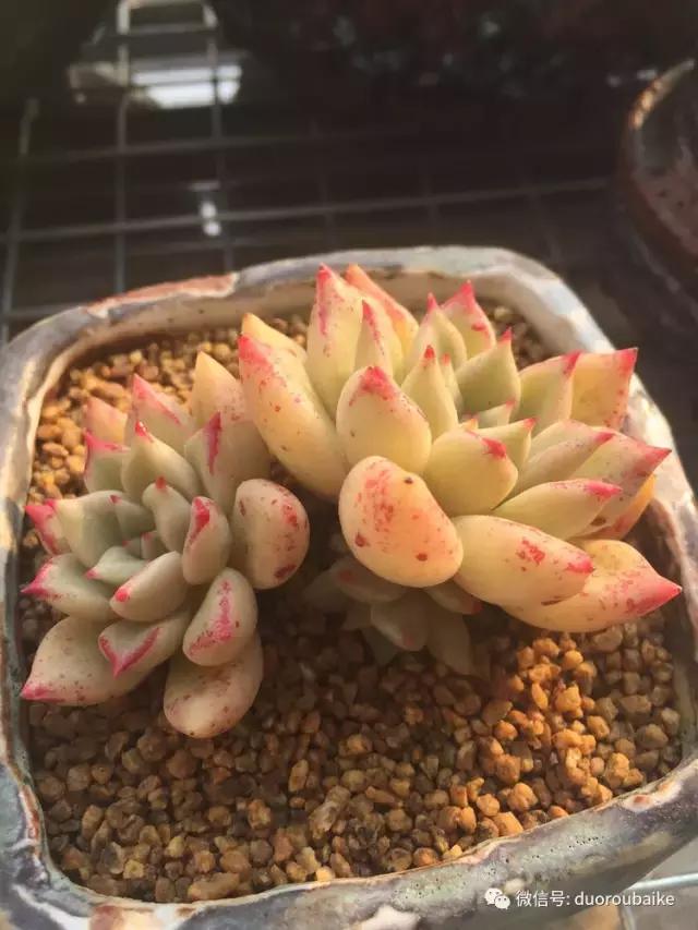 夏日多肉状态,夏天的多肉褪去了华丽的颜色