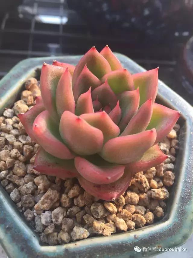 夏日多肉状态,夏天的多肉褪去了华丽的颜色