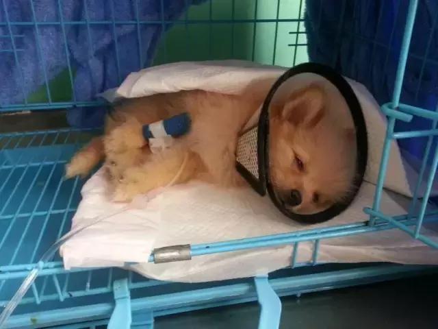 狗狗便血拉稀有几种原因,狗狗又吐又拉稀是什么原因