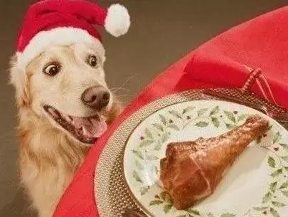 狗狗便血拉稀有几种原因,狗狗又吐又拉稀是什么原因