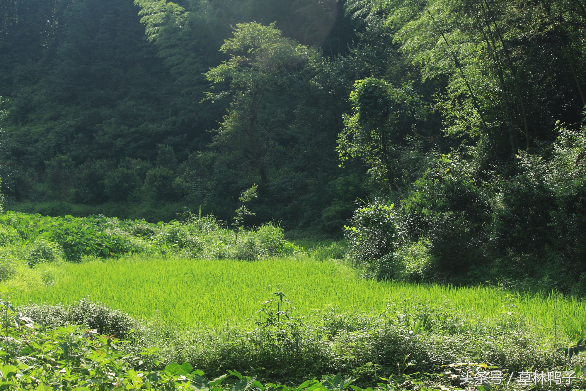 鸭子歪着脖子转圈是什么病,鸭子的脖子是歪的正常吗