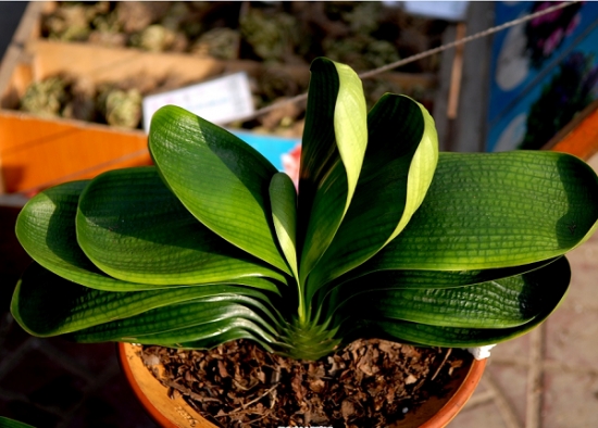 惬意的小资生活是什么,小资生活就是这么简单的