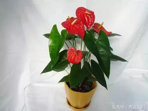 水养一年四季不黄叶的植物,水里加点什么花养得好