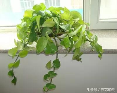 水养一年四季不黄叶的植物,水里加点什么花养得好