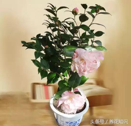 水养一年四季不黄叶的植物,水里加点什么花养得好