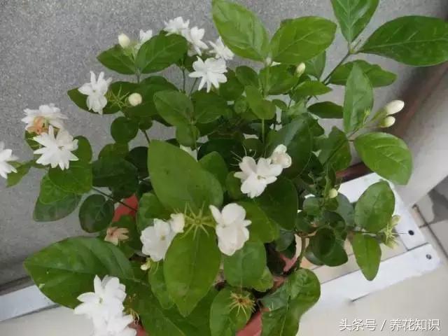 水养一年四季不黄叶的植物,水里加点什么花养得好