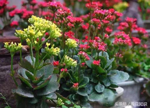 水养一年四季不黄叶的植物,水里加点什么花养得好