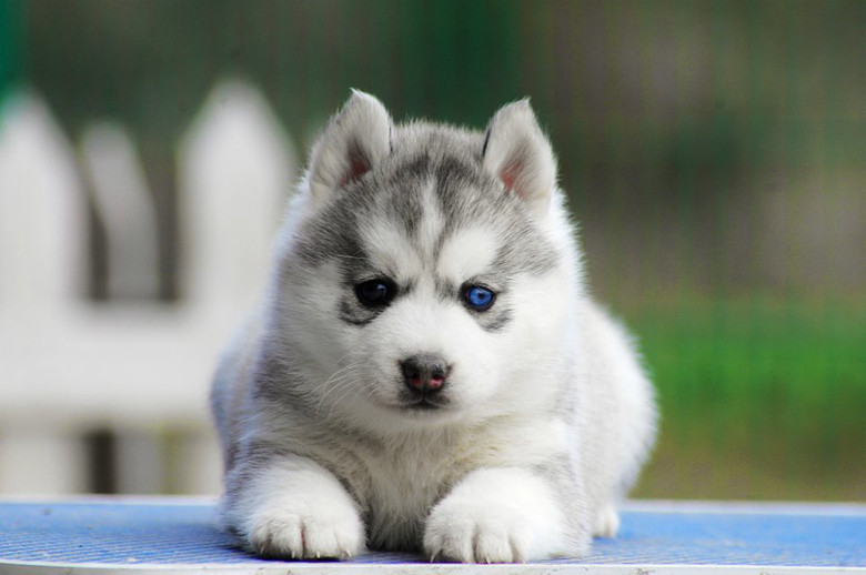 究竟为什么要养一只哈士奇这5点你看够不够