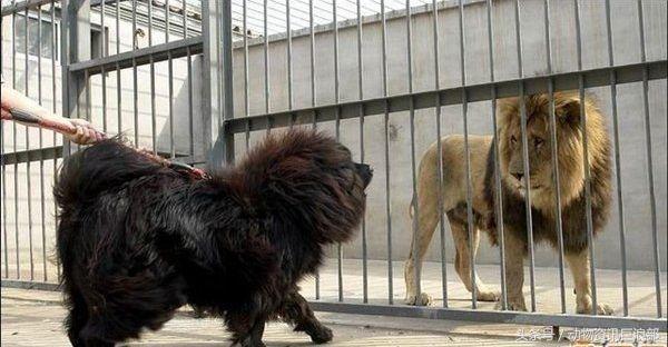 狗子从来没见过老虎为啥怕呢,狗看见老虎与狮子的反应