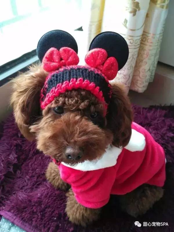 我不是“斑点狗”