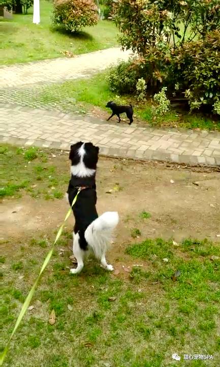 我不是“斑点狗”