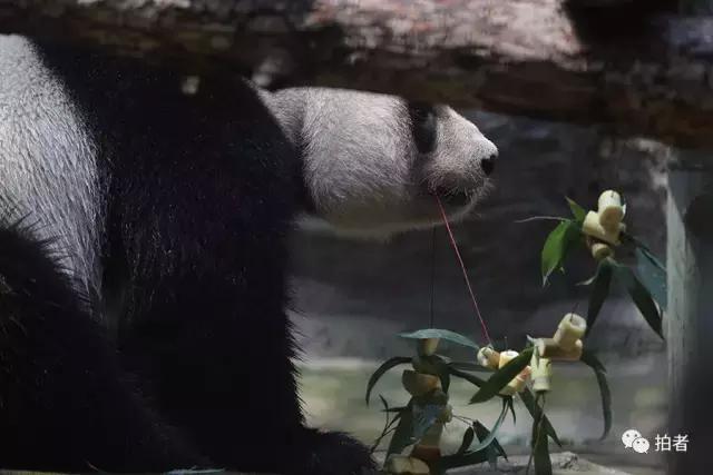 热浪来袭动物园的动物们这样消暑,热浪侵袭动物园居民各出奇招解暑