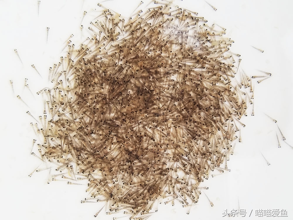 池塘养泥鳅一亩要投资多少钱,养泥鳅一亩水面要多少钱泥鳅苗