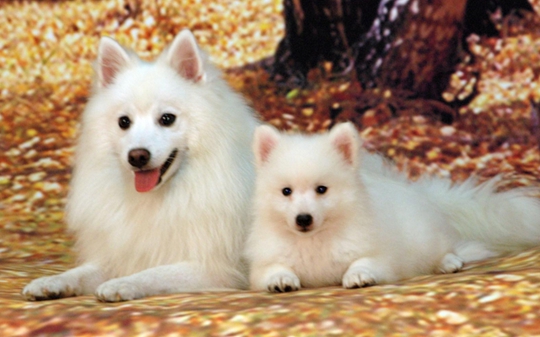 银狐犬大概多少钱,银狐犬一般多少钱一只呢