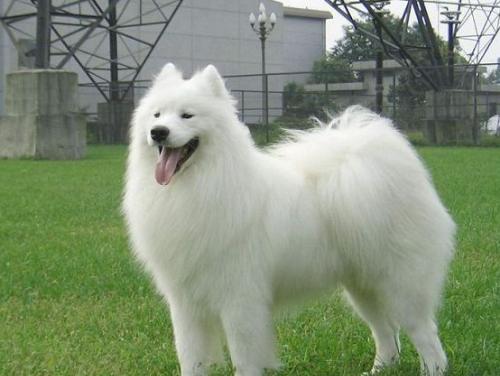 银狐犬大概多少钱,银狐犬一般多少钱一只呢