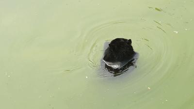 乖萌小动物,乖萌动物