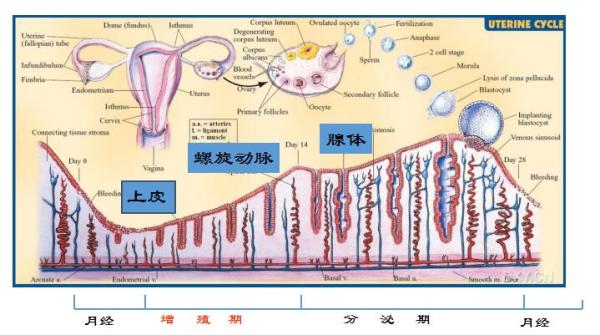 捐卵,被明码标价的青春|关于捐卵应该知道的科普