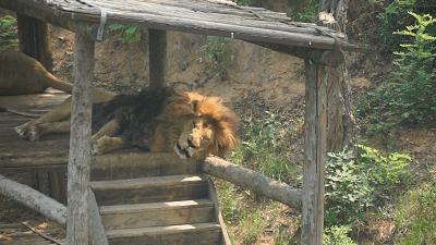 乖萌小动物,乖萌动物