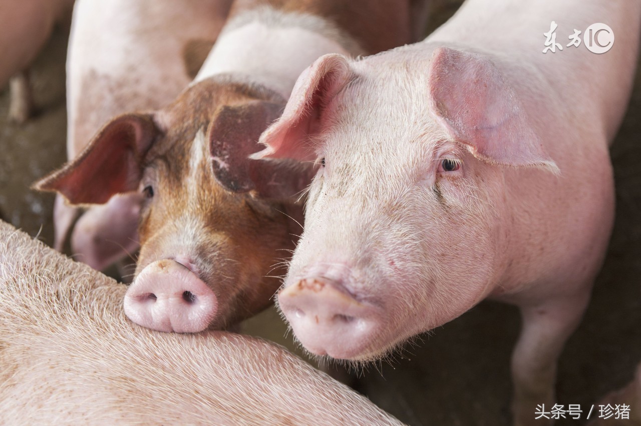 猪口蹄疫和牛口蹄疫一样吗,猪鼻上长水泡一定是口蹄疫吗