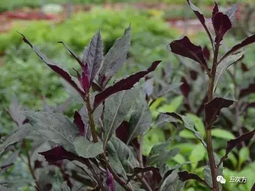 鱼腥草真的很腥吗,鱼腥草怎样吃