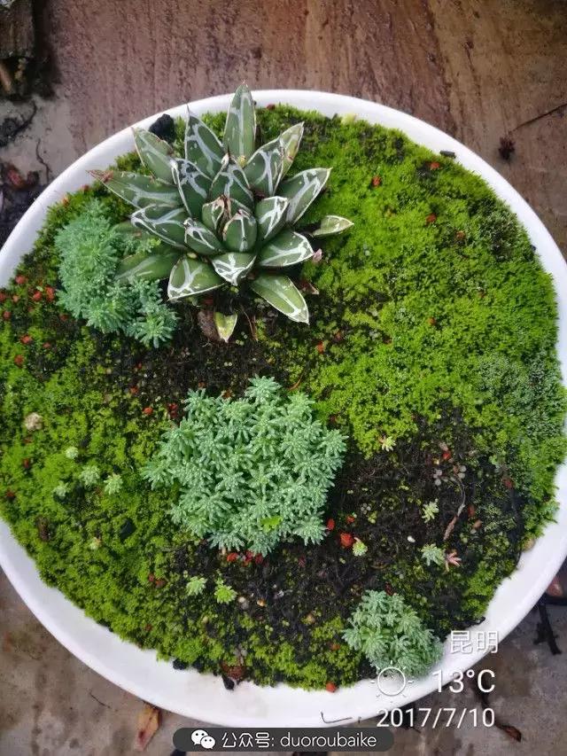 苔藓与多肉,多肉与苔藓的巧妙组合