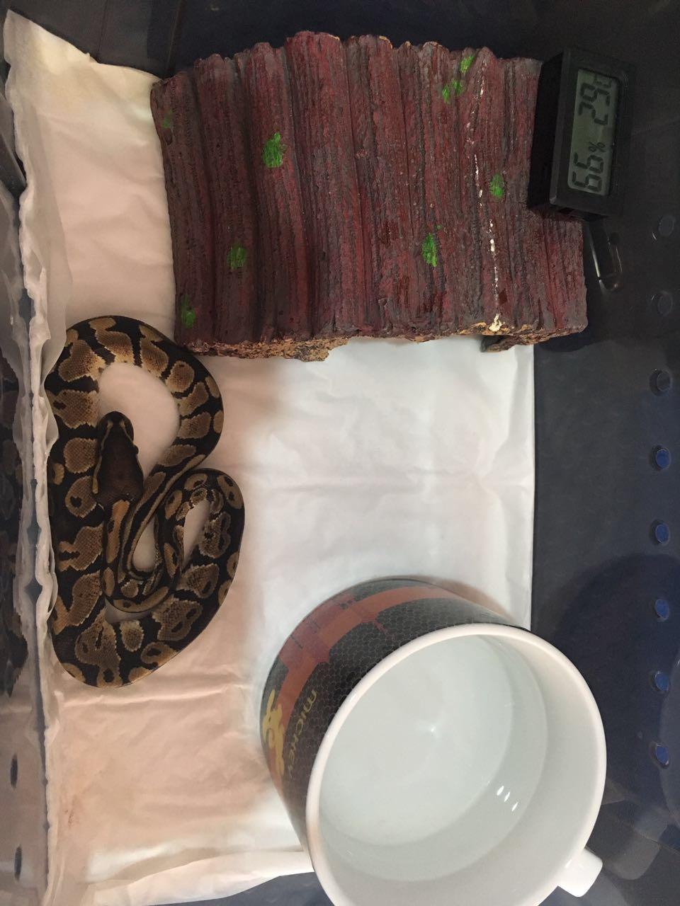 最受欢迎宠物蛇,最适合养的霸气宠物蛇