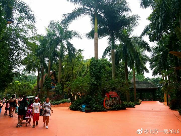 长隆野生动物世界自驾车,长隆野生动物世界免票吗