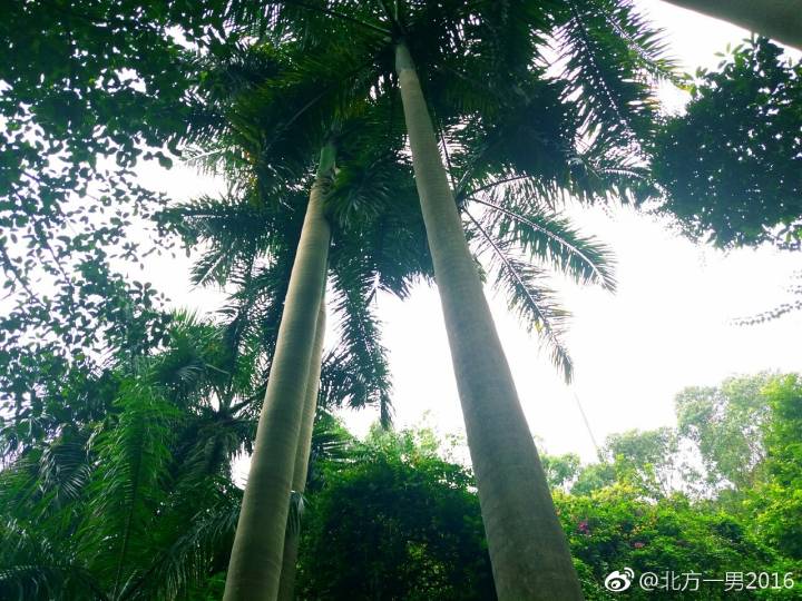 长隆野生动物世界自驾车,长隆野生动物世界免票吗